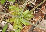 Small butterwort