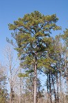 Shortleaf pine