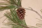 Shortleaf pine