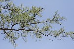 Shortleaf pine