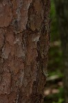 Table mountain pine