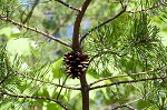 Table mountain pine