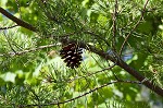 Table mountain pine