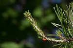 Table mountain pine