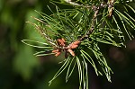 Table mountain pine