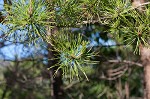 Table mountain pine