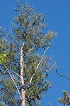 Table mountain pine