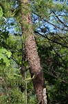 Table mountain pine