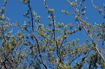 Table mountain pine