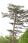 Table mountain pine