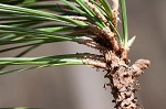 Loblolly Pine