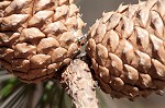 Loblolly Pine