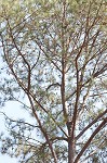 Loblolly Pine