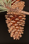 Loblolly Pine