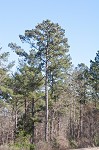 Loblolly Pine