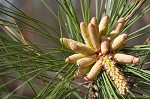 Loblolly Pine