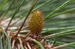 Loblolly Pine