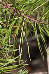 Virginia pine