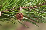 Virginia pine