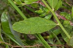 Pitted stripeseed