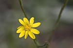 Narrowleaf silkgrass