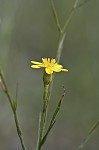 Narrowleaf silkgrass