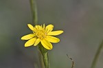 Narrowleaf silkgrass