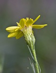 Narrowleaf silkgrass