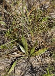 Narrowleaf silkgrass