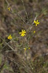 Narrowleaf silkgrass