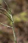 Narrowleaf silkgrass