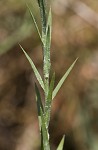 Narrowleaf silkgrass