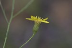 Narrowleaf silkgrass