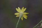 Narrowleaf silkgrass