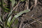 Narrowleaf silkgrass