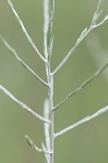 Narrowleaf silkgrass