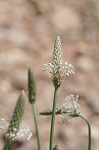 Lanceleaf plantain