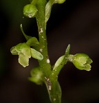 Palegreen orchid