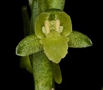 Palegreen orchid