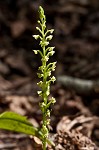 Palegreen orchid