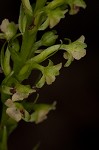 Palegreen orchid