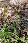 Palegreen orchid