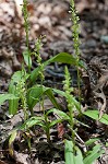 Palegreen orchid