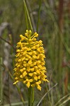 Yellow fringless orchid