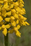 Yellow fringless orchid