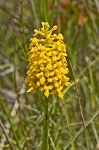 Yellow fringless orchid