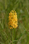 Yellow fringless orchid