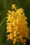 Yellow fringless orchid