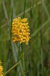 Yellow fringless orchid