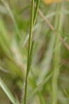 Yellow fringless orchid